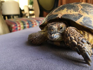 Meet your Posher, Sofia